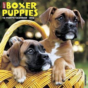 Boxer Puppies Calendar edito da Willow Creek Press