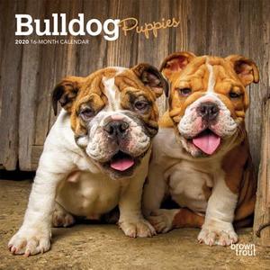 Bulldog Puppies 2020 Mini Wall Calendar di Inc Browntrout Publishers edito da Brown Trout