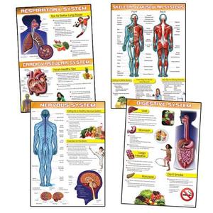 Human Body and Health Tips Bulletin Board Set edito da Mark Twain Media