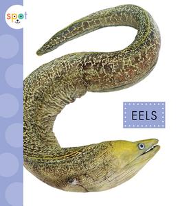 Eels di Mari C. Schuh edito da AMICUS INK