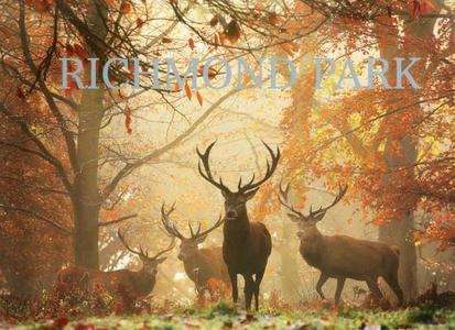 Richmond Park di John Karter, Alex Saberi edito da ACC Art Books