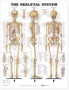 The Skeletal System Anatomical Chart edito da Anatomical Chart Co.
