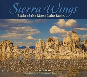 Sierra Wings: Birds of the Mono Lake Basin di Marie Read edito da GRAPHIC ARTS BOOKS