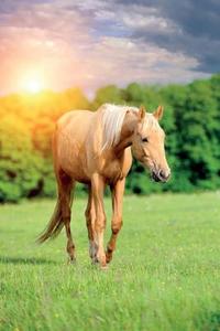 Horse April Notebook & Journal. Productivity Work Planner & Idea Notepad di Equine Life edito da Global Pet Care International