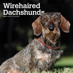 Dachshunds, Wirehaired 2020 Square Wall Calendar di Inc Browntrout Publishers edito da Brown Trout
