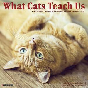 What Cats Teach Us Calendar edito da Willow Creek Press