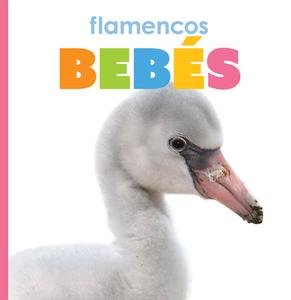 Flamencos Bebés di Kate Riggs edito da CREATIVE ED & PAPERBACKS
